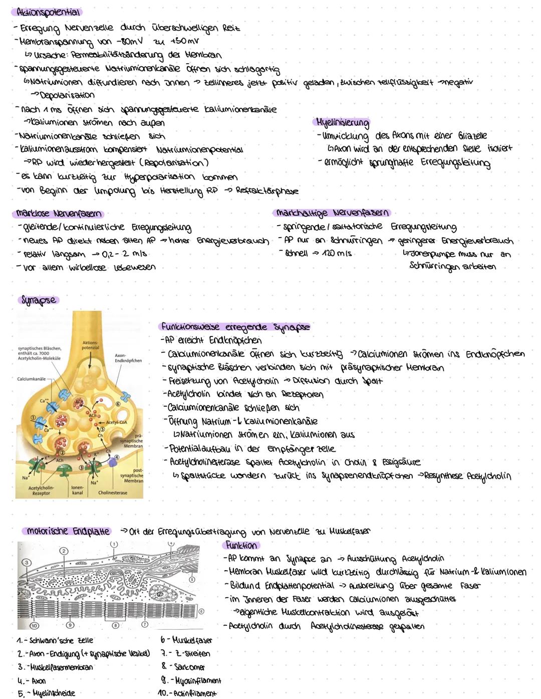 ZELLBESTANDTEILE
Pflanzenzelle
-Zellwand
-Vakuole
-Chloroplast
Bau:
Mitochondrium
Funktion:-Zellkraftwerk zur Energiegewinnung
Zellkern
•Cyt