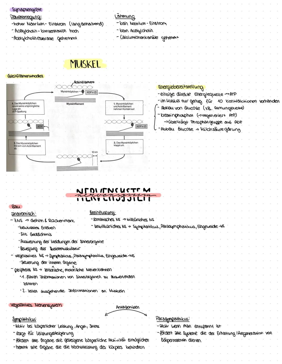 ZELLBESTANDTEILE
Pflanzenzelle
-Zellwand
-Vakuole
-Chloroplast
Bau:
Mitochondrium
Funktion:-Zellkraftwerk zur Energiegewinnung
Zellkern
•Cyt