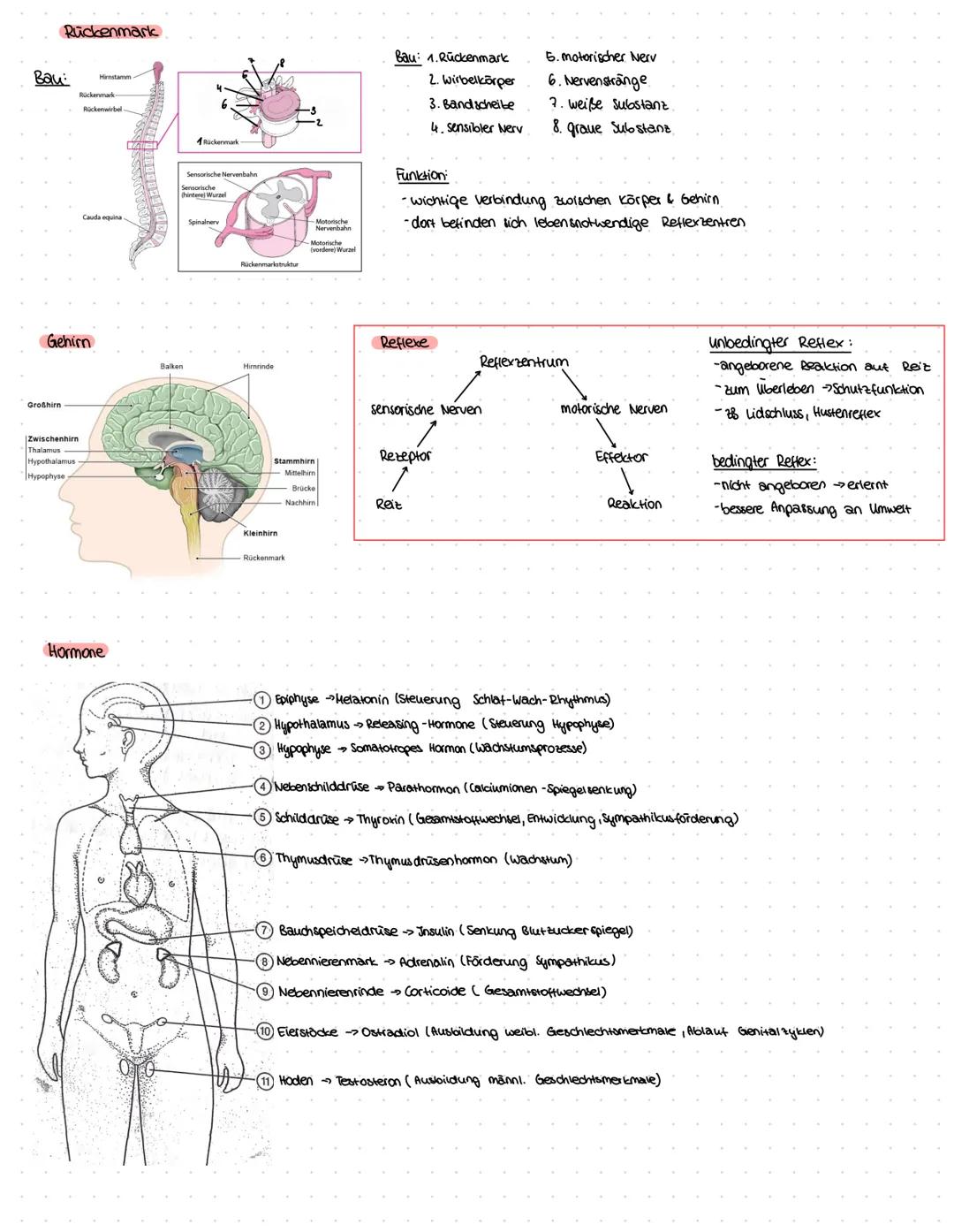 ZELLBESTANDTEILE
Pflanzenzelle
-Zellwand
-Vakuole
-Chloroplast
Bau:
Mitochondrium
Funktion:-Zellkraftwerk zur Energiegewinnung
Zellkern
•Cyt