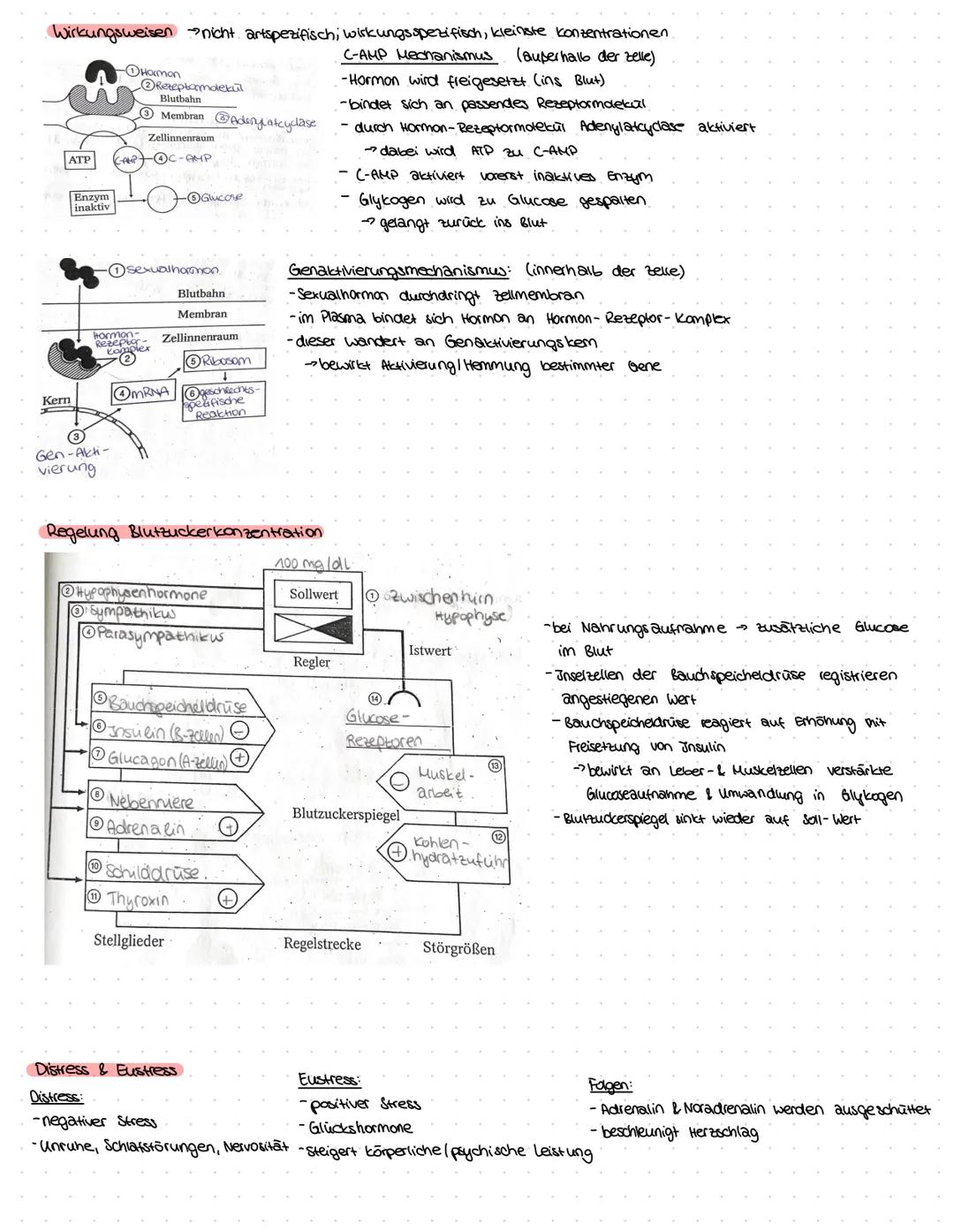 ZELLBESTANDTEILE
Pflanzenzelle
-Zellwand
-Vakuole
-Chloroplast
Bau:
Mitochondrium
Funktion:-Zellkraftwerk zur Energiegewinnung
Zellkern
•Cyt