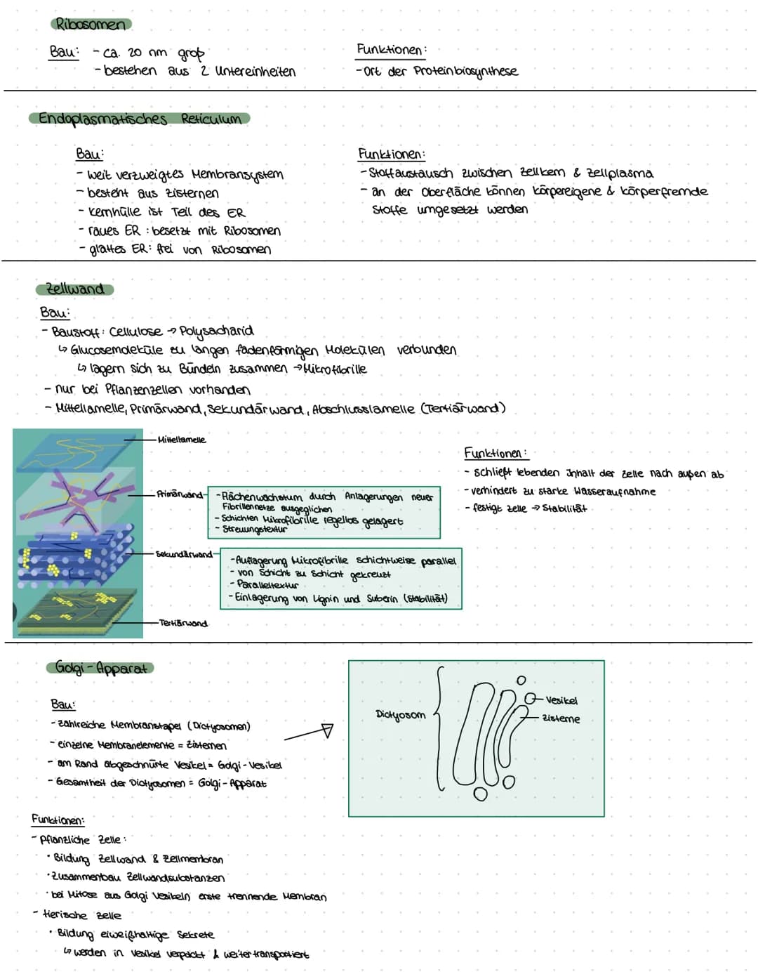 ZELLBESTANDTEILE
Pflanzenzelle
-Zellwand
-Vakuole
-Chloroplast
Bau:
Mitochondrium
Funktion:-Zellkraftwerk zur Energiegewinnung
Zellkern
•Cyt