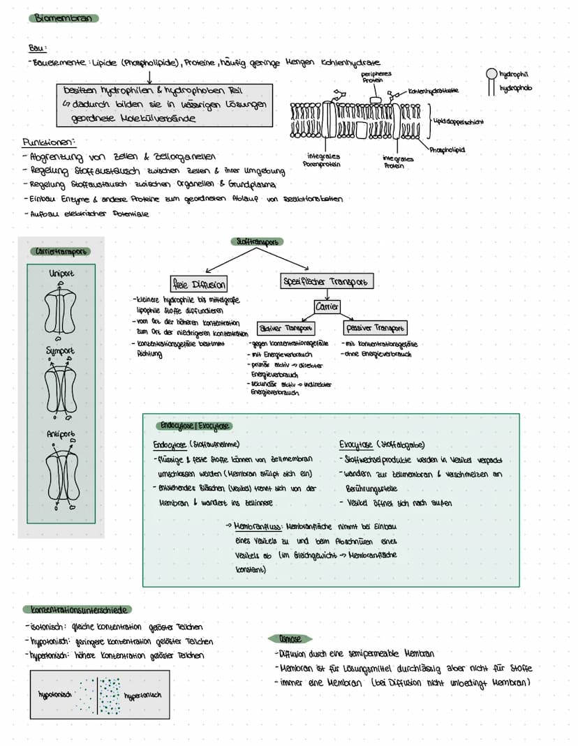 ZELLBESTANDTEILE
Pflanzenzelle
-Zellwand
-Vakuole
-Chloroplast
Bau:
Mitochondrium
Funktion:-Zellkraftwerk zur Energiegewinnung
Zellkern
•Cyt