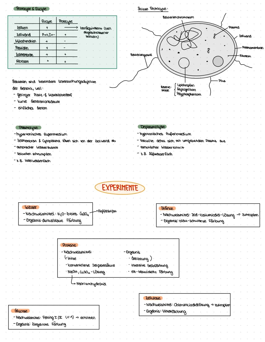 ZELLBESTANDTEILE
Pflanzenzelle
-Zellwand
-Vakuole
-Chloroplast
Bau:
Mitochondrium
Funktion:-Zellkraftwerk zur Energiegewinnung
Zellkern
•Cyt