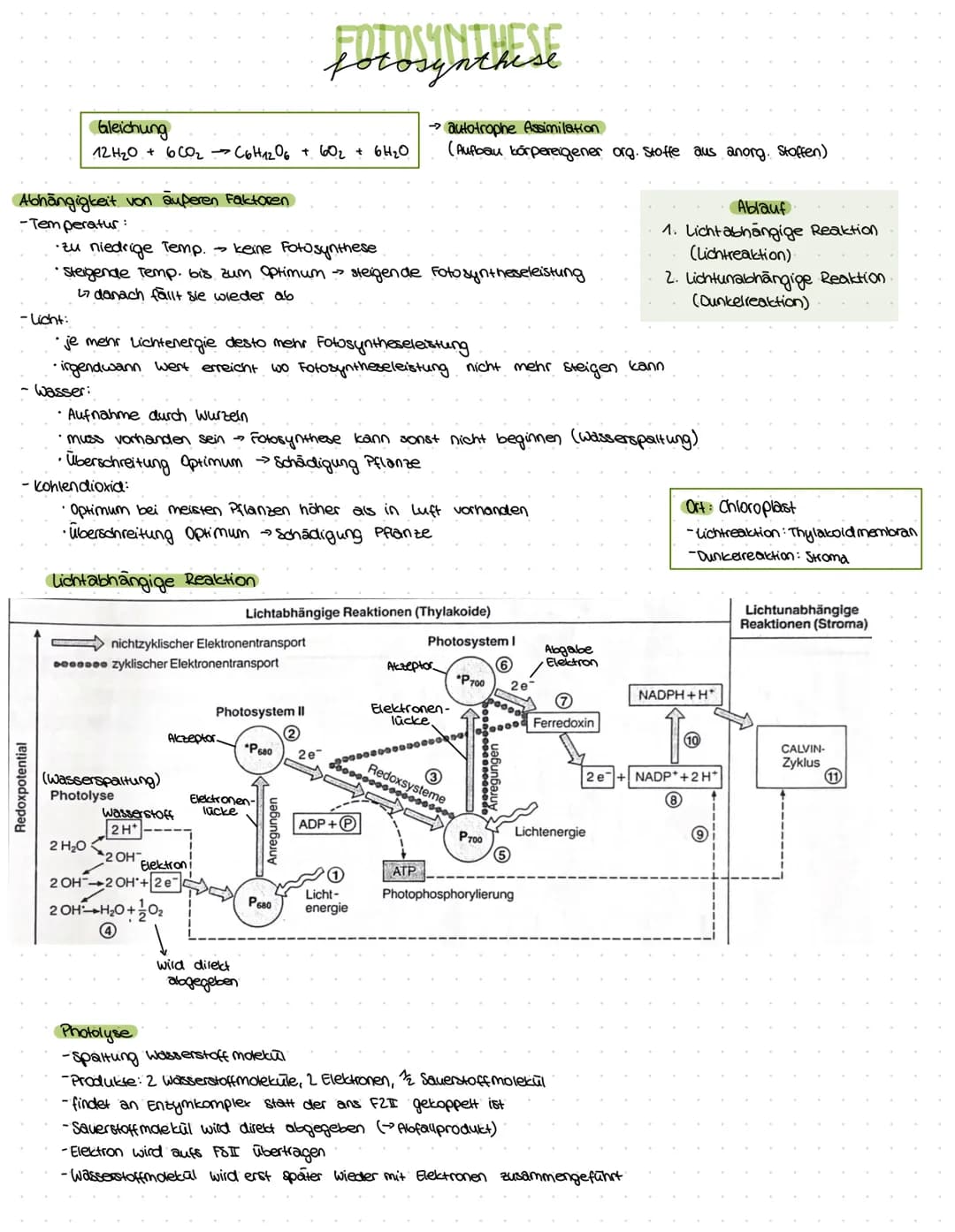 ZELLBESTANDTEILE
Pflanzenzelle
-Zellwand
-Vakuole
-Chloroplast
Bau:
Mitochondrium
Funktion:-Zellkraftwerk zur Energiegewinnung
Zellkern
•Cyt