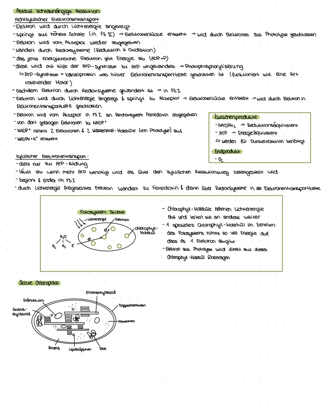 ZELLBESTANDTEILE
Pflanzenzelle
-Zellwand
-Vakuole
-Chloroplast
Bau:
Mitochondrium
Funktion:-Zellkraftwerk zur Energiegewinnung
Zellkern
•Cyt