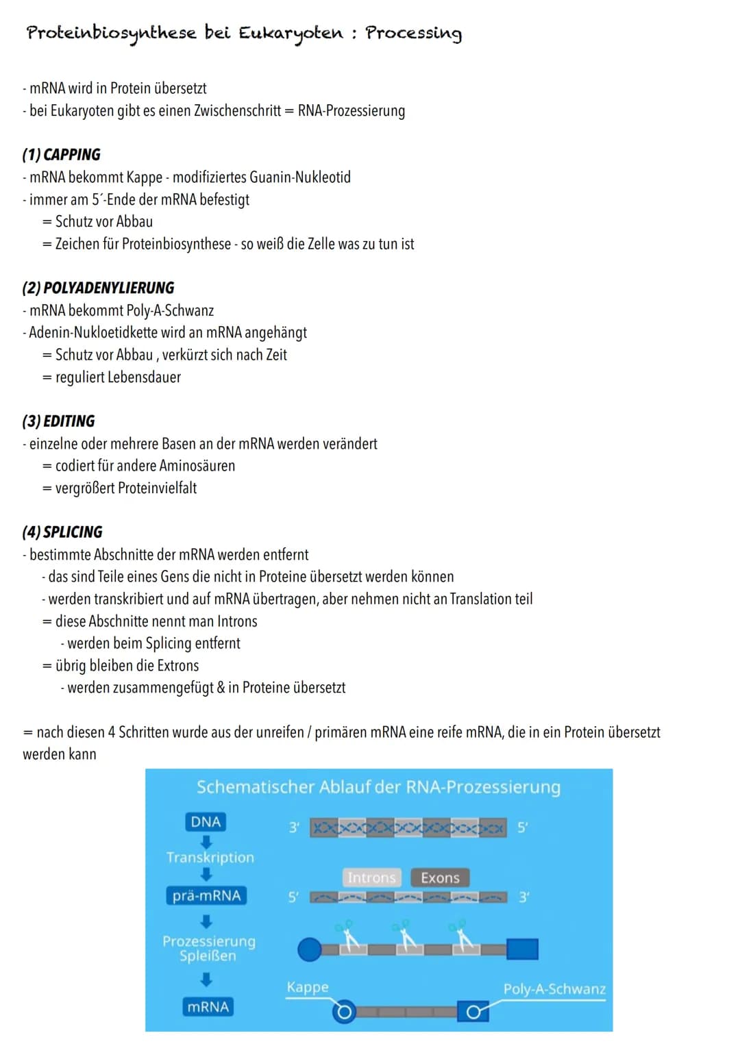 Q1
Genetik BIOLOGY Abitur Checkliste - Themenübersicht
Von der DNA zum Protein
Aufbau und Replikation der DNA: Watson-Crick-Modell (Schema),