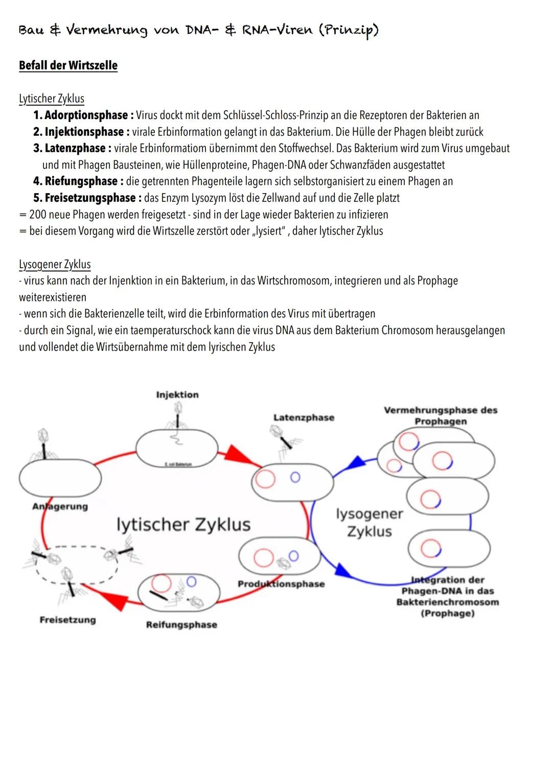 Q1
Genetik BIOLOGY Abitur Checkliste - Themenübersicht
Von der DNA zum Protein
Aufbau und Replikation der DNA: Watson-Crick-Modell (Schema),