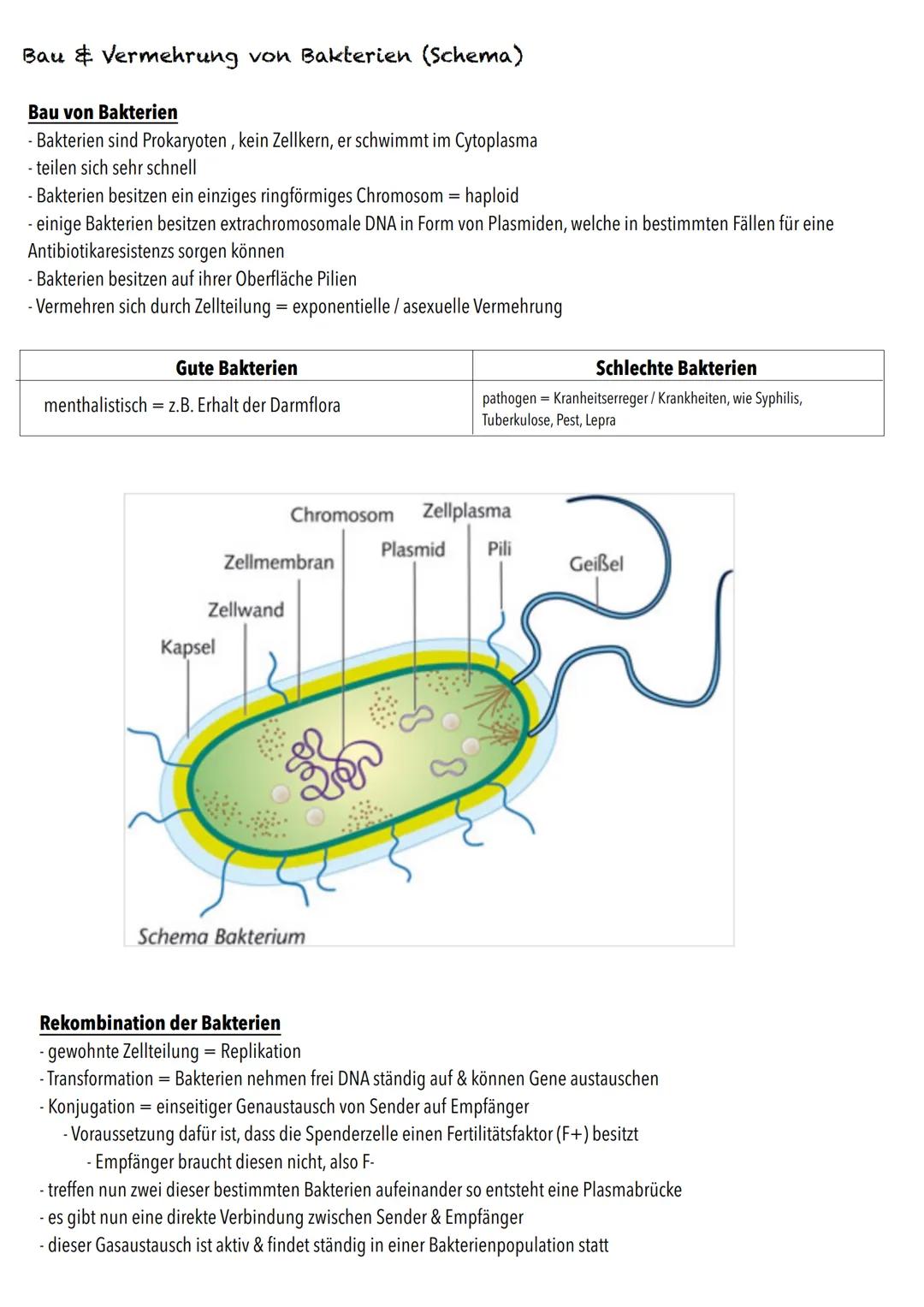 Q1
Genetik BIOLOGY Abitur Checkliste - Themenübersicht
Von der DNA zum Protein
Aufbau und Replikation der DNA: Watson-Crick-Modell (Schema),