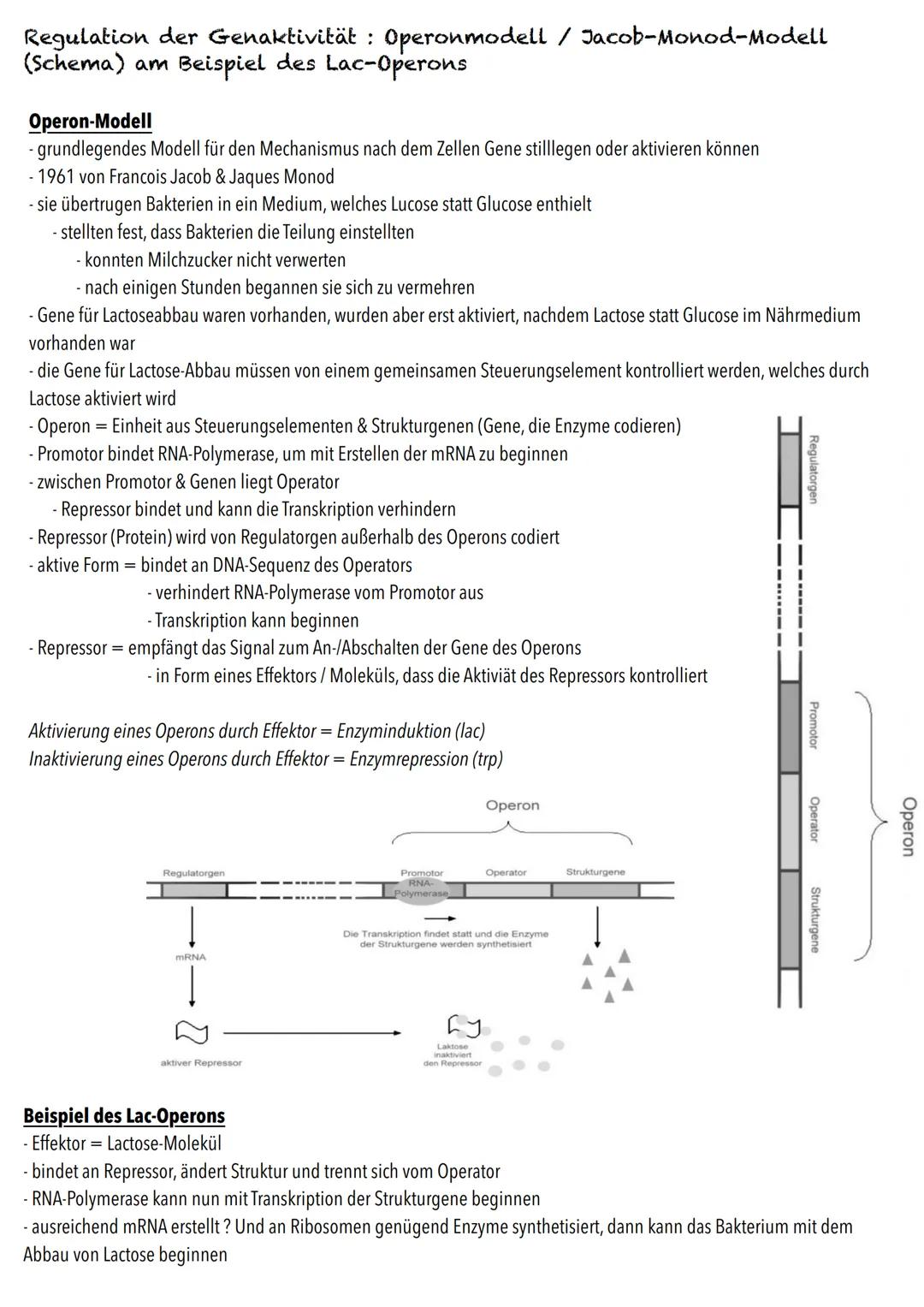 Q1
Genetik BIOLOGY Abitur Checkliste - Themenübersicht
Von der DNA zum Protein
Aufbau und Replikation der DNA: Watson-Crick-Modell (Schema),