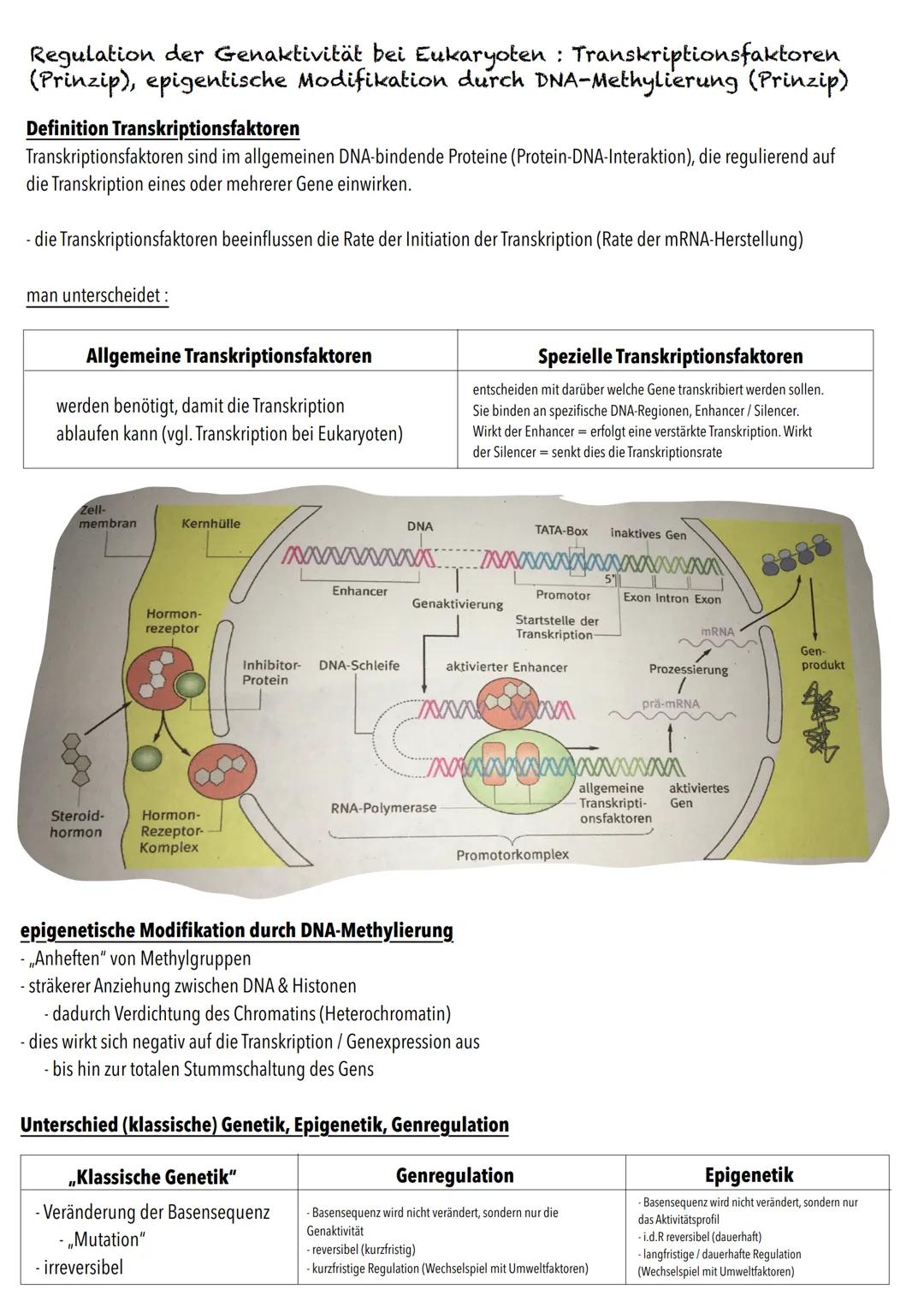 Q1
Genetik BIOLOGY Abitur Checkliste - Themenübersicht
Von der DNA zum Protein
Aufbau und Replikation der DNA: Watson-Crick-Modell (Schema),