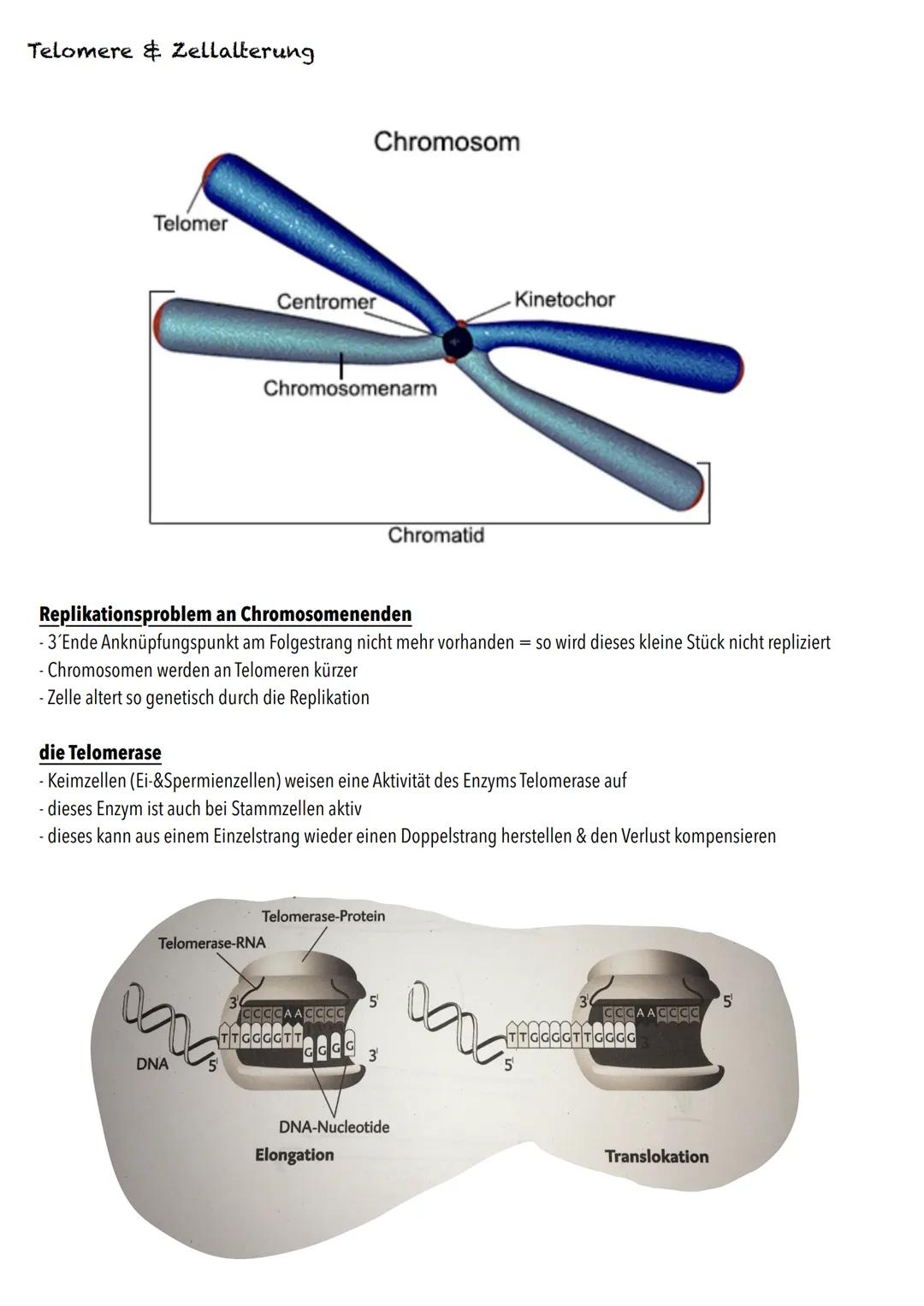 Q1
Genetik BIOLOGY Abitur Checkliste - Themenübersicht
Von der DNA zum Protein
Aufbau und Replikation der DNA: Watson-Crick-Modell (Schema),