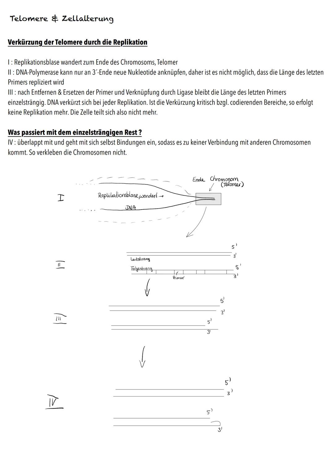 Q1
Genetik BIOLOGY Abitur Checkliste - Themenübersicht
Von der DNA zum Protein
Aufbau und Replikation der DNA: Watson-Crick-Modell (Schema),