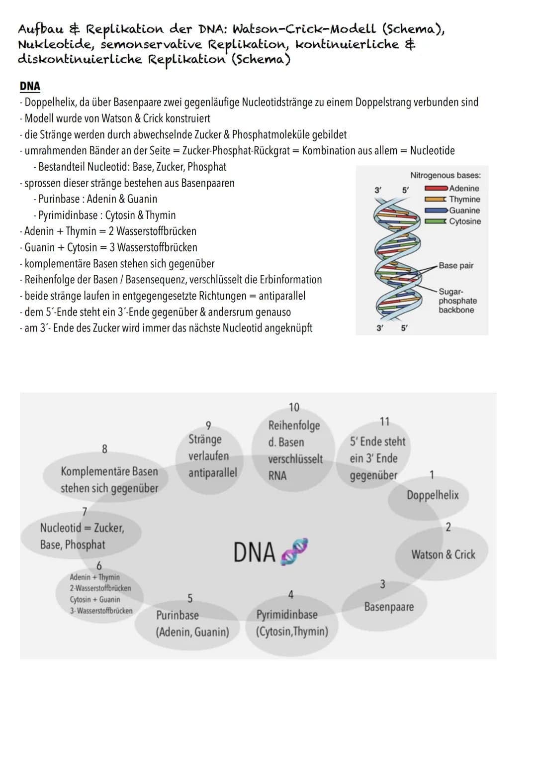 Q1
Genetik BIOLOGY Abitur Checkliste - Themenübersicht
Von der DNA zum Protein
Aufbau und Replikation der DNA: Watson-Crick-Modell (Schema),