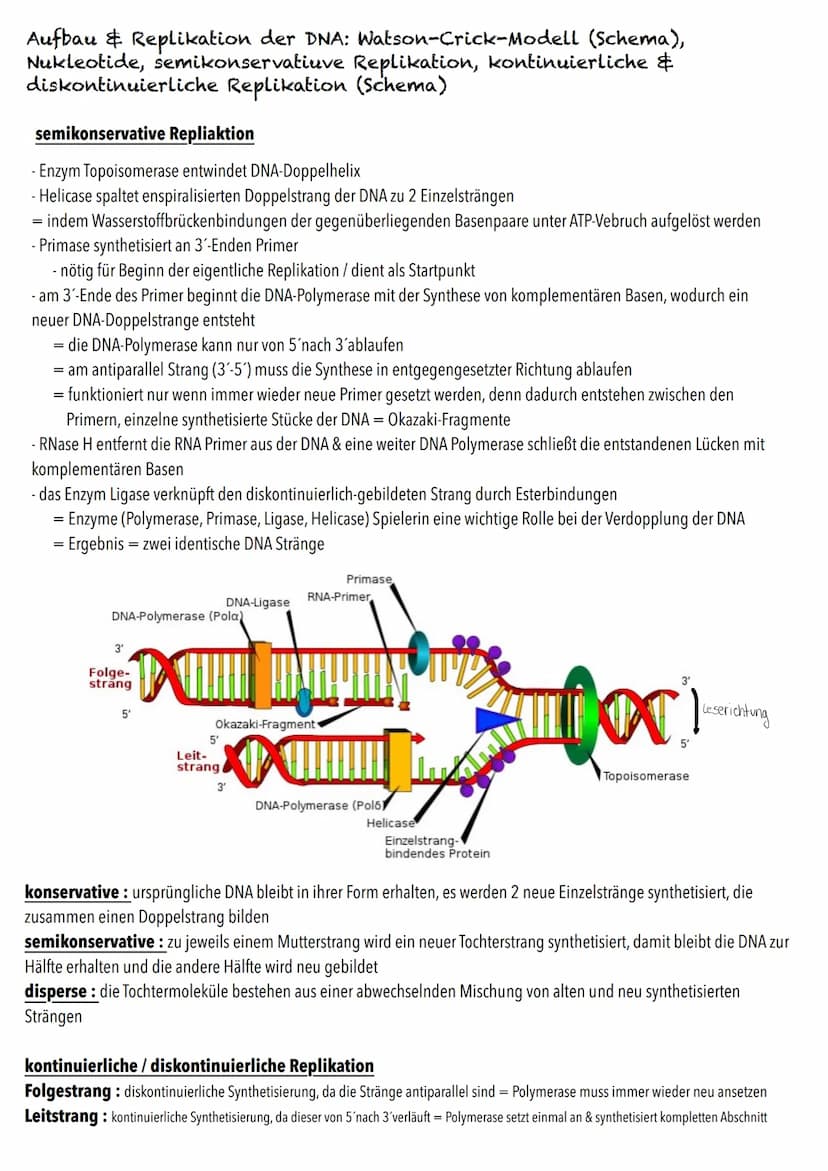 Q1
Genetik BIOLOGY Abitur Checkliste - Themenübersicht
Von der DNA zum Protein
Aufbau und Replikation der DNA: Watson-Crick-Modell (Schema),