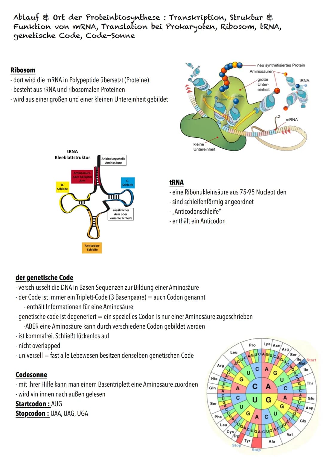 Q1
Genetik BIOLOGY Abitur Checkliste - Themenübersicht
Von der DNA zum Protein
Aufbau und Replikation der DNA: Watson-Crick-Modell (Schema),