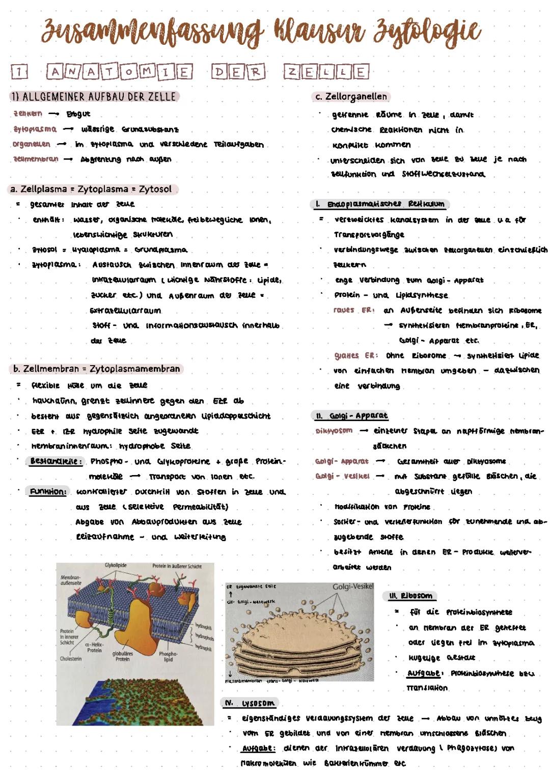 Anatomie und Physiologie der Zelle 