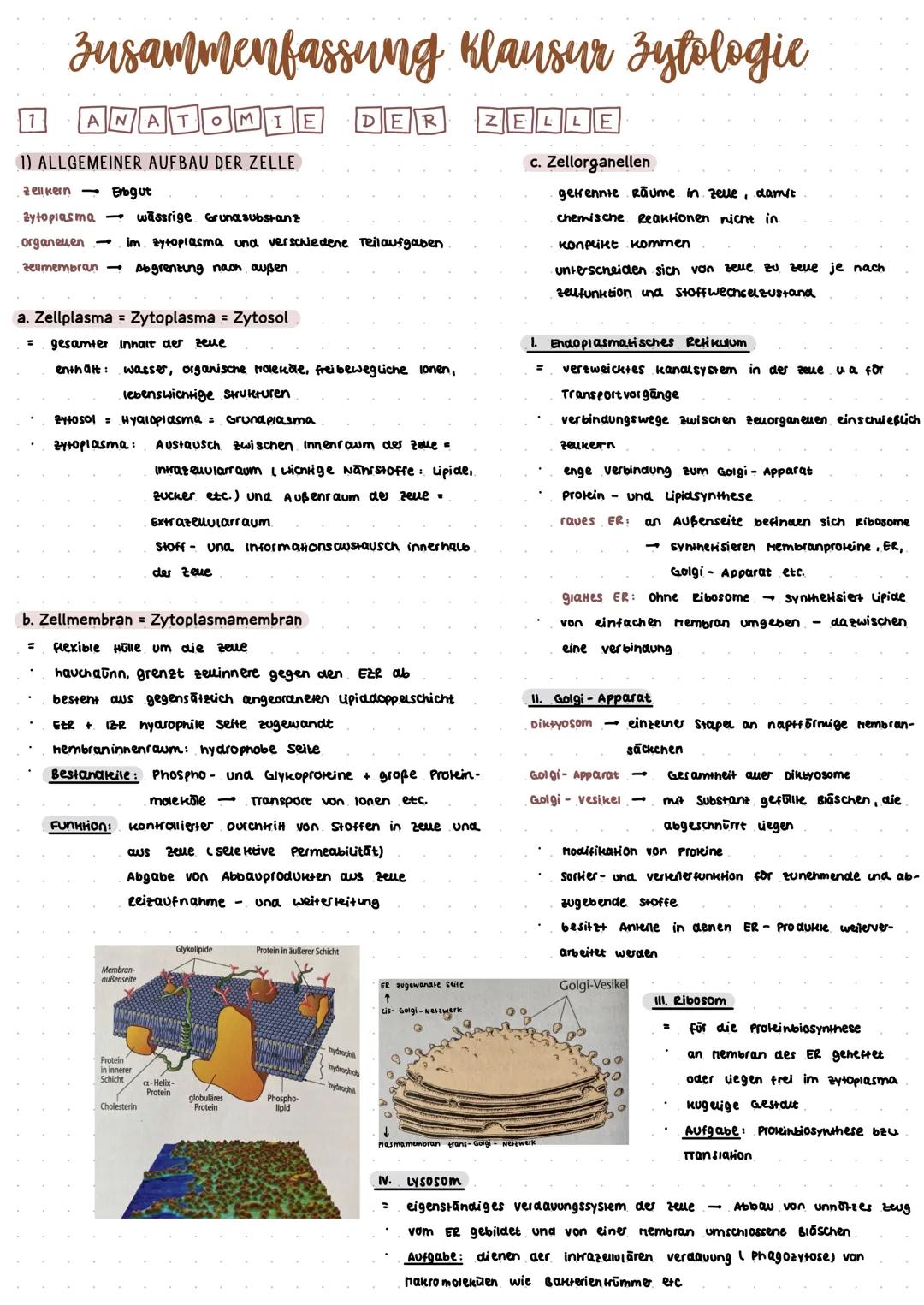 Zusammenfassung Klausur Zytologie
ZELLE
1
ANATOMIE
1) ALLGEMEINER AUFBAU DER ZELLE
Zell kern
Zytoplasma
organeuen-
zellmembran - Abgrenzung 
