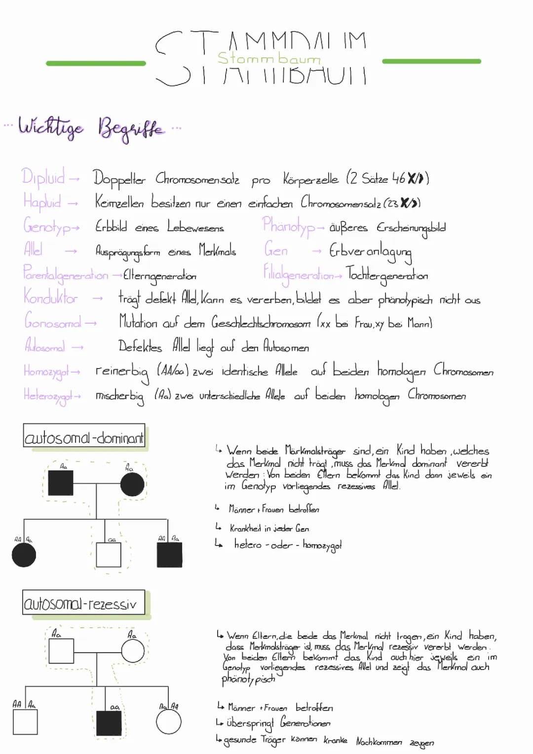 Stammbaumanalyse Übungen & Lösungen: Dein Biologie-Quiz und mehr!