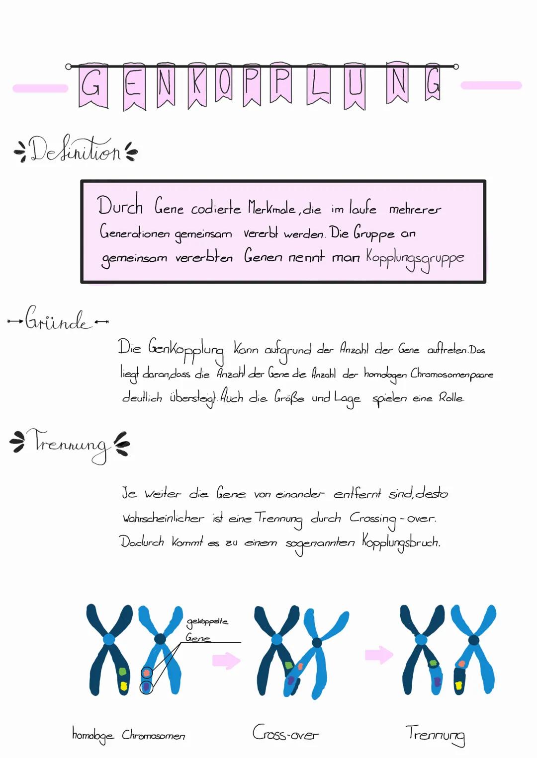 Wichtige Begriffe...
Dipluid Doppelter Chromosomensatz pro Körperzelle (2 Sätze 46X)
Hapluid → Keimzellen besitzen nur einen einfachen Chrom