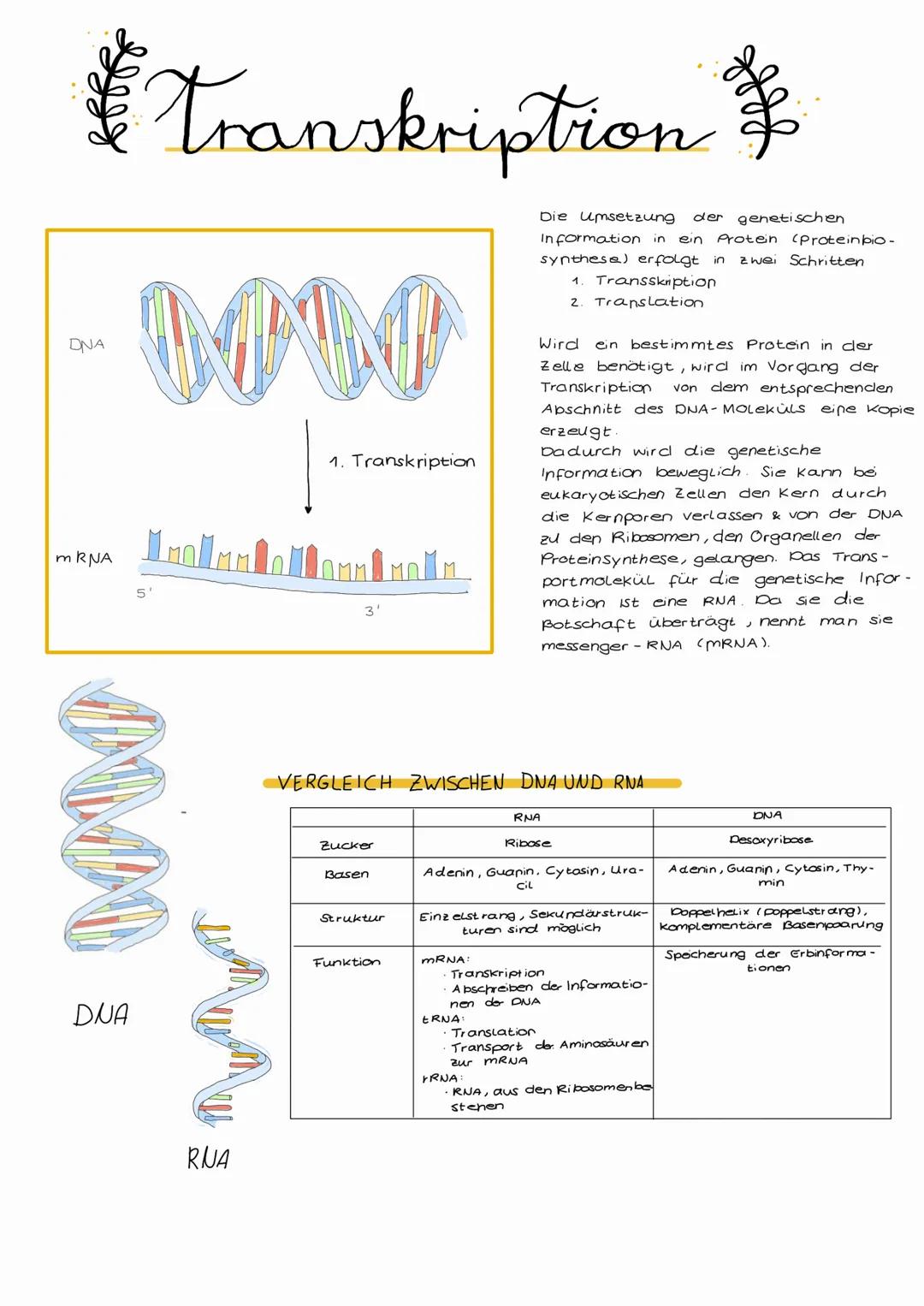 Wichtige Begriffe...
Dipluid Doppelter Chromosomensatz pro Körperzelle (2 Sätze 46X)
Hapluid → Keimzellen besitzen nur einen einfachen Chrom