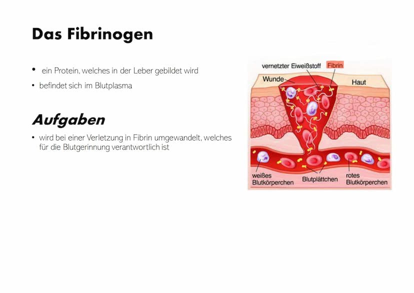 Die Zusammensetzung und
Aufgaben des Blutes Gliederung
• Was ist eigentlich Blut?
Zusammensetzungen & Aufgaben von Blut
•
•
- Blutplasma
- E