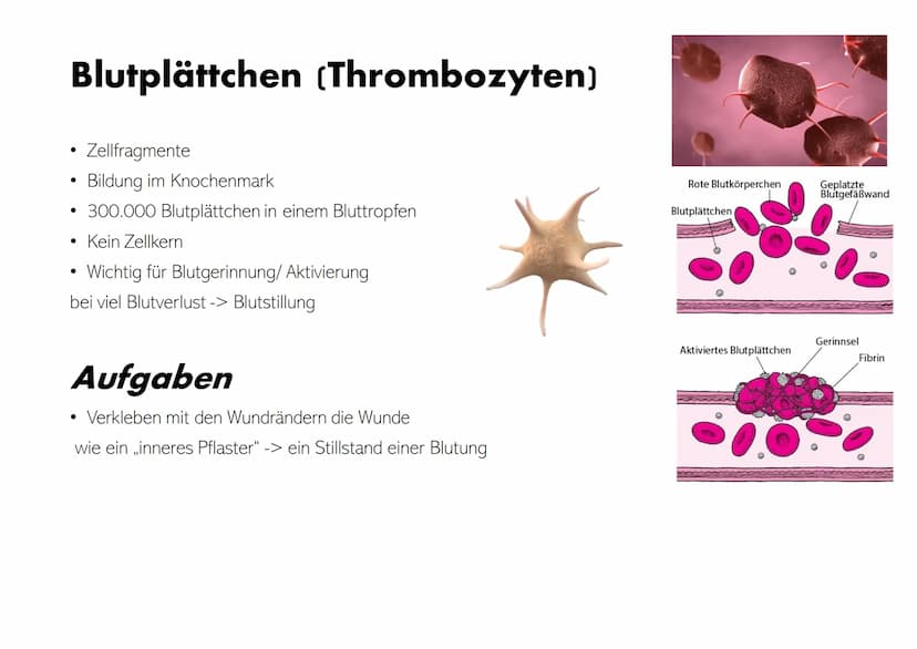 Die Zusammensetzung und
Aufgaben des Blutes Gliederung
• Was ist eigentlich Blut?
Zusammensetzungen & Aufgaben von Blut
•
•
- Blutplasma
- E