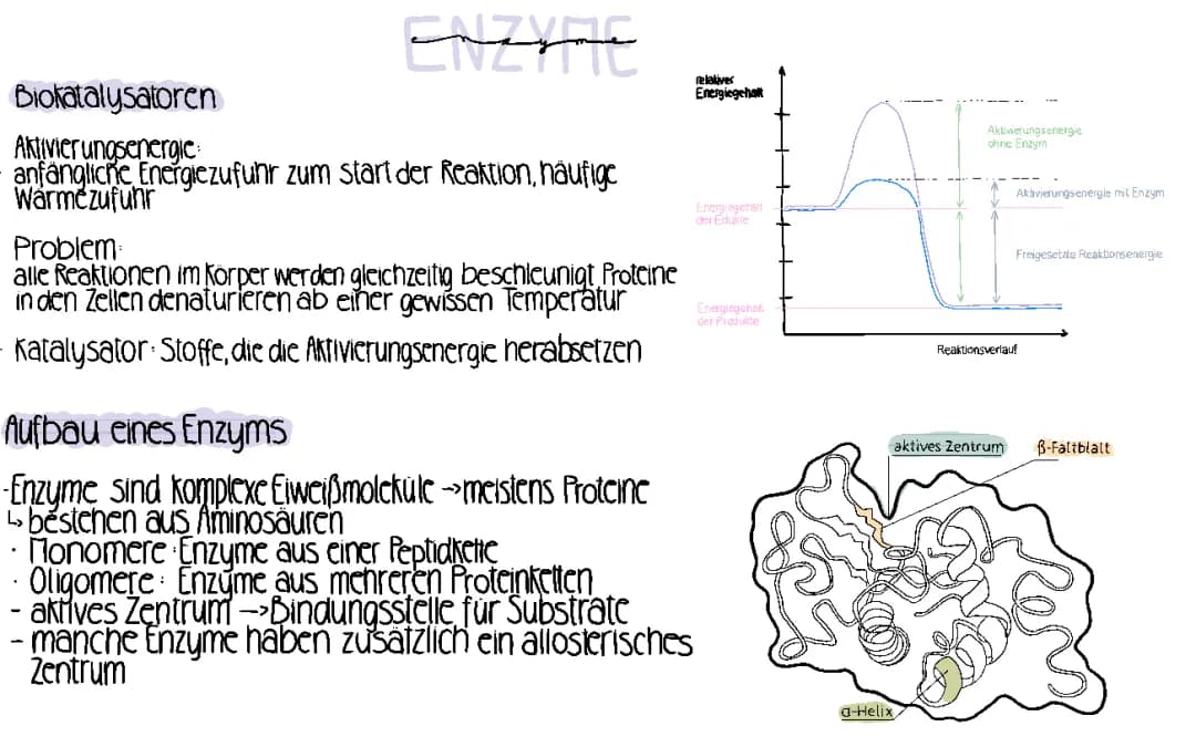 enzyme 