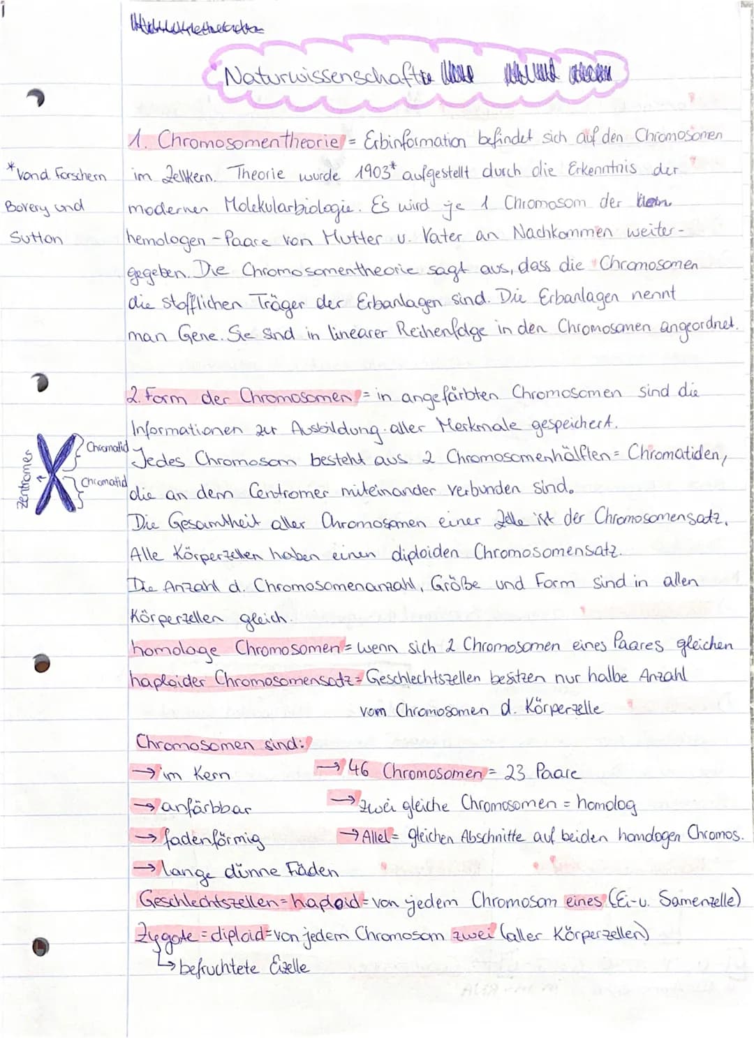 *vond Forschern
Bovery und
Sutton
P
Zentromer
Шабнинениевска
Naturwissenschafte
1. Chromosomen theorie = Erbinformation befindet sich auf de