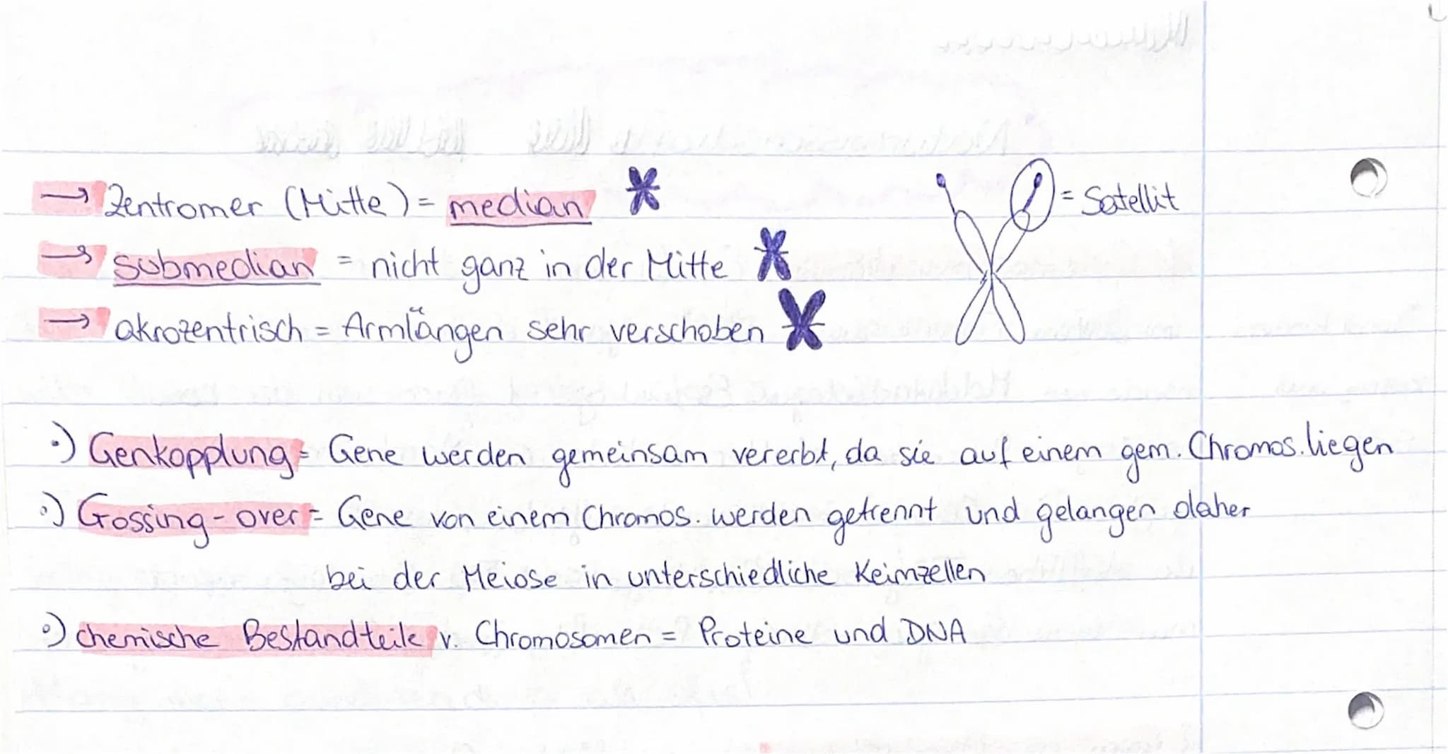 *vond Forschern
Bovery und
Sutton
P
Zentromer
Шабнинениевска
Naturwissenschafte
1. Chromosomen theorie = Erbinformation befindet sich auf de