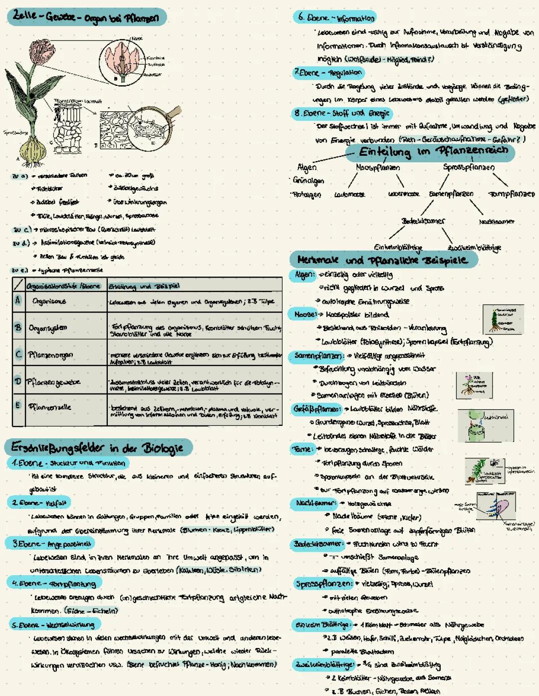 Aufbau und Funktion von Blüten und Pflanzenzellen - Arbeitsblatt für die 5. und 6. Klasse