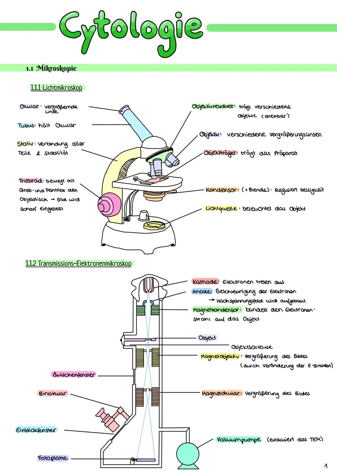 Cytologie
1.1 Mikroskopie
1.1.1 Lichtmikroskop
Okular: vergrößerde
Linse
Tubus: hält Okular
Stativ: verbindung aller
Teile & Stabilität
Trie