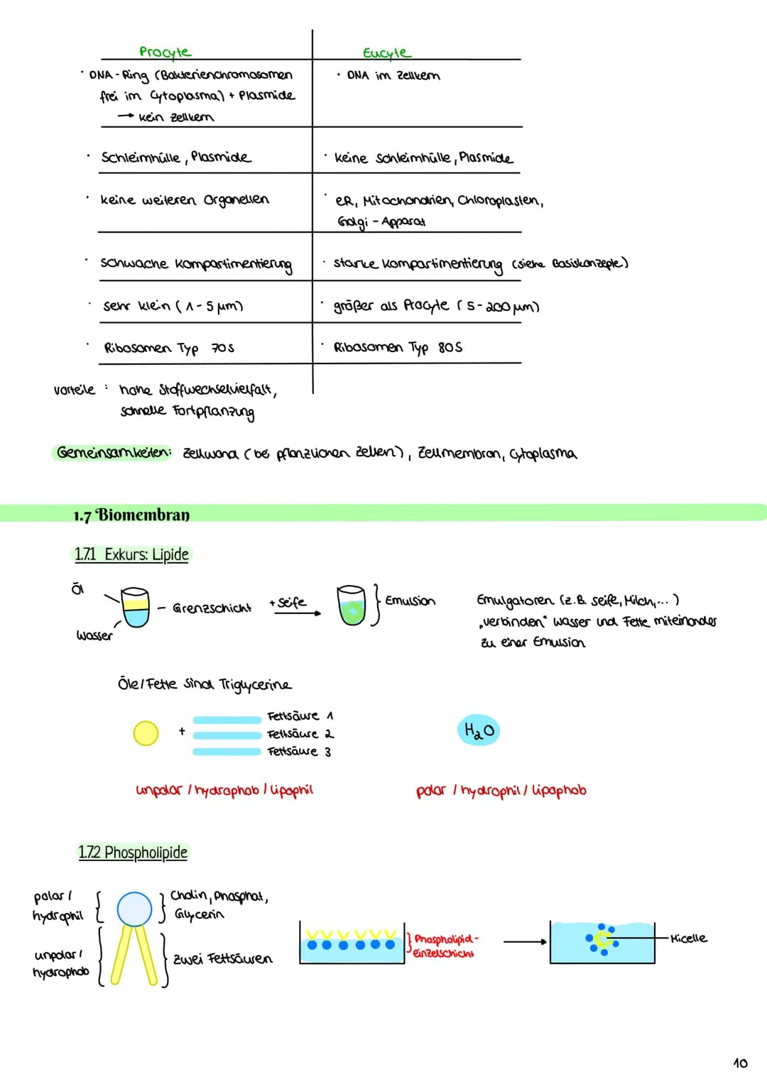 Cytologie
1.1 Mikroskopie
1.1.1 Lichtmikroskop
Okular: vergrößerde
Linse
Tubus: hält Okular
Stativ: verbindung aller
Teile & Stabilität
Trie