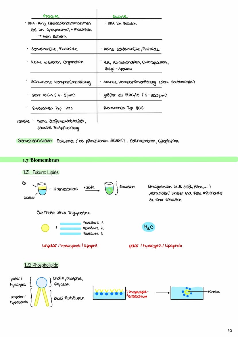 Cytologie
1.1 Mikroskopie
1.1.1 Lichtmikroskop
Okular: vergrößerde
Linse
Tubus: hält Okular
Stativ: verbindung aller
Teile & Stabilität
Trie