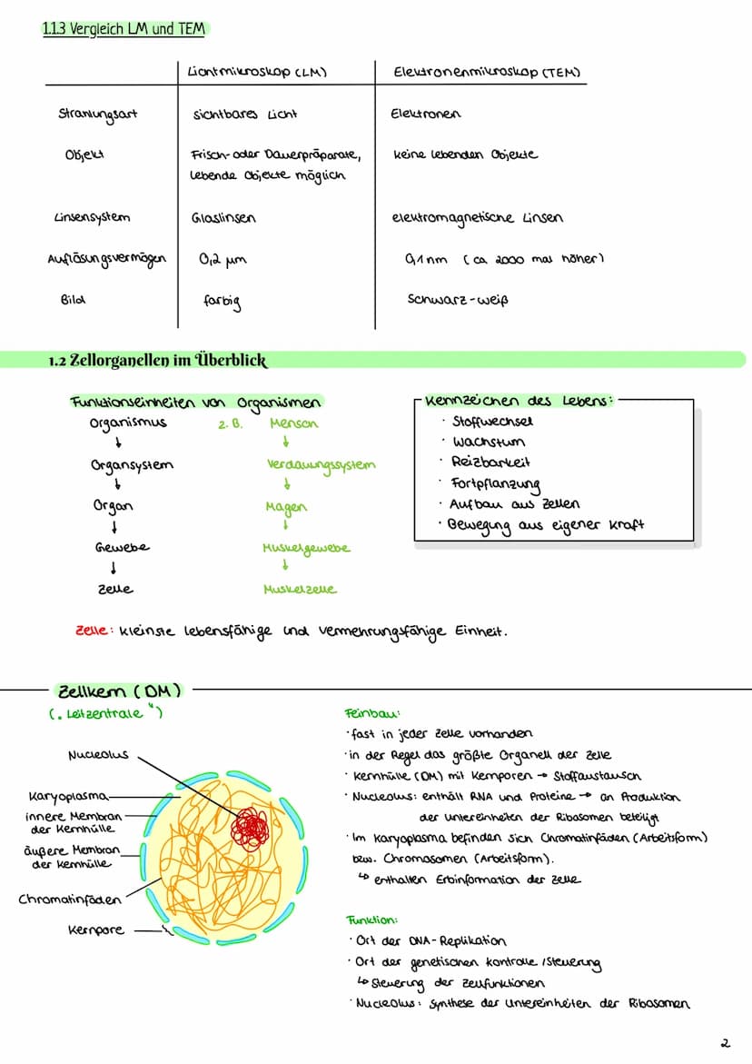 Cytologie
1.1 Mikroskopie
1.1.1 Lichtmikroskop
Okular: vergrößerde
Linse
Tubus: hält Okular
Stativ: verbindung aller
Teile & Stabilität
Trie