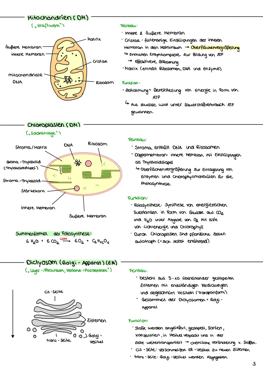 Cytologie
1.1 Mikroskopie
1.1.1 Lichtmikroskop
Okular: vergrößerde
Linse
Tubus: hält Okular
Stativ: verbindung aller
Teile & Stabilität
Trie