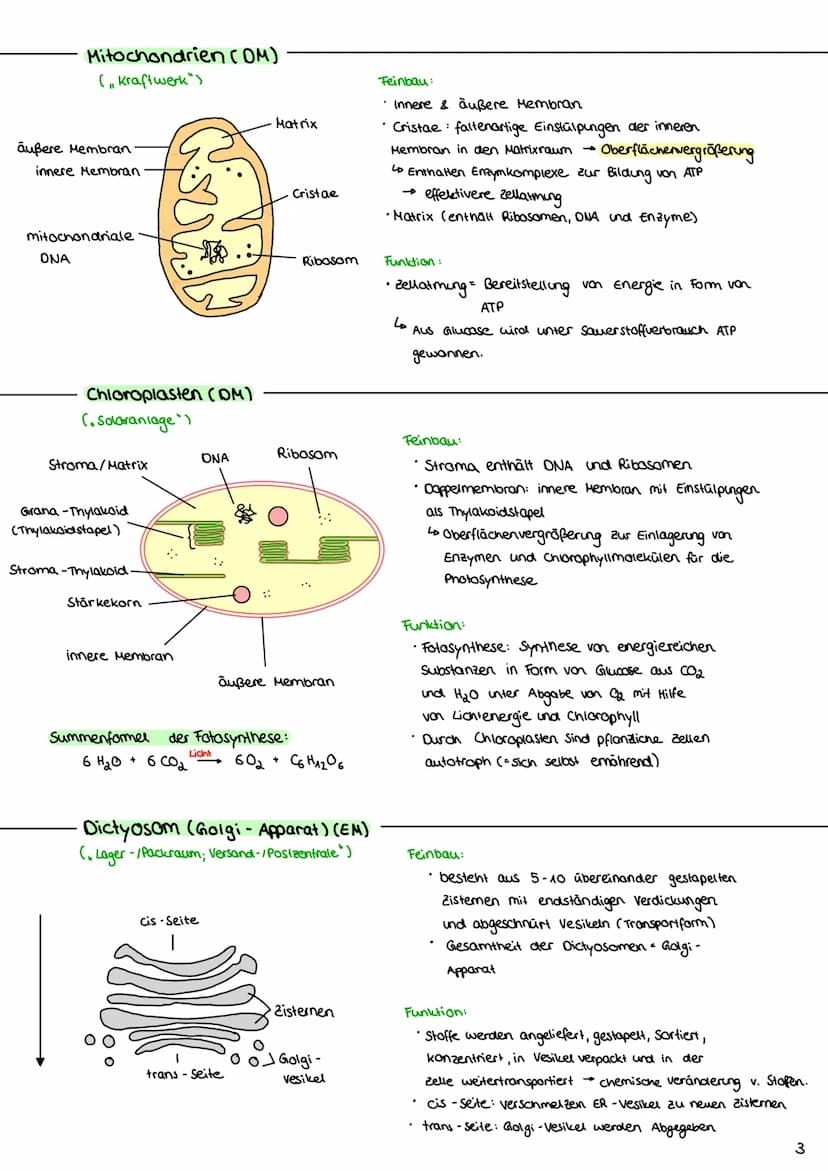 Cytologie
1.1 Mikroskopie
1.1.1 Lichtmikroskop
Okular: vergrößerde
Linse
Tubus: hält Okular
Stativ: verbindung aller
Teile & Stabilität
Trie