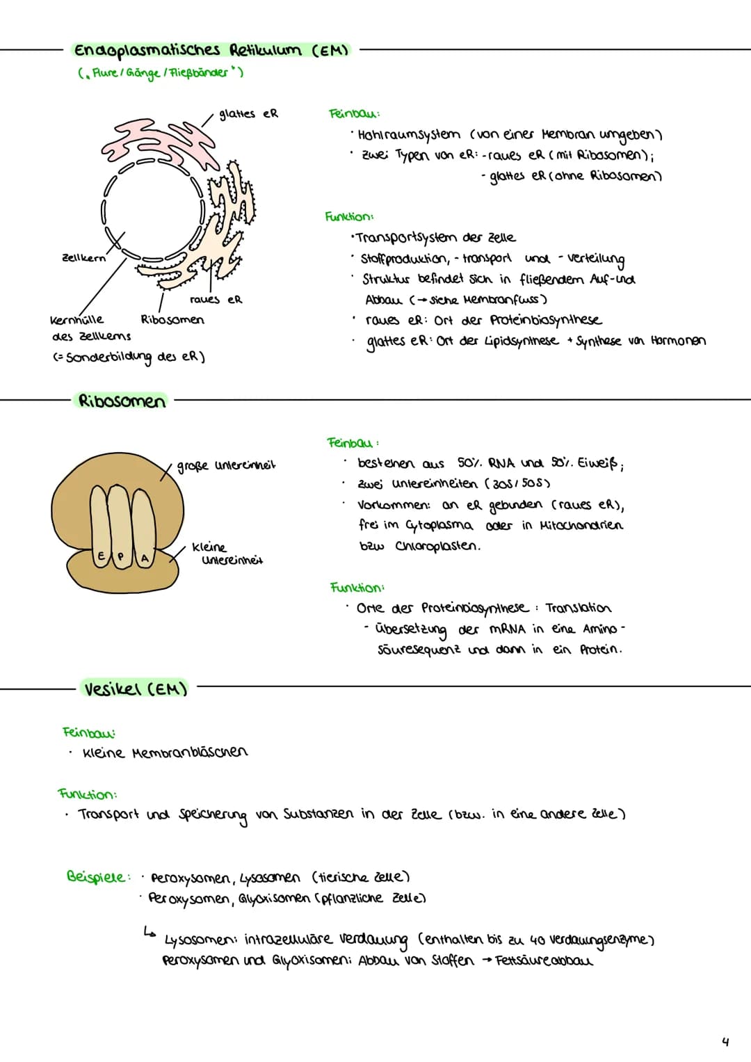 Cytologie
1.1 Mikroskopie
1.1.1 Lichtmikroskop
Okular: vergrößerde
Linse
Tubus: hält Okular
Stativ: verbindung aller
Teile & Stabilität
Trie