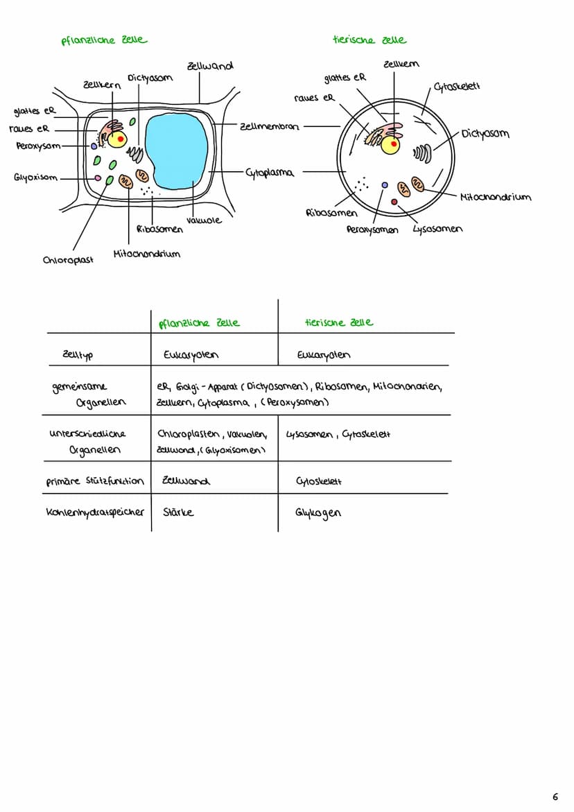 Cytologie
1.1 Mikroskopie
1.1.1 Lichtmikroskop
Okular: vergrößerde
Linse
Tubus: hält Okular
Stativ: verbindung aller
Teile & Stabilität
Trie