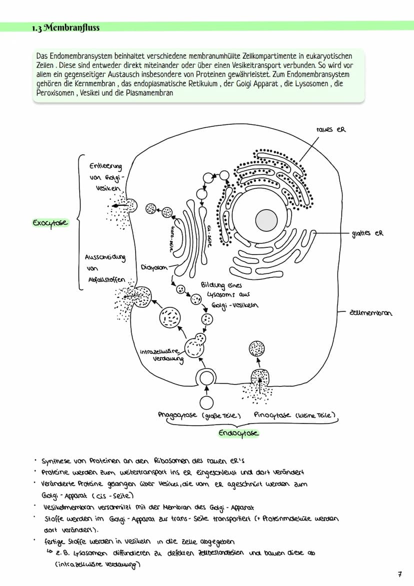 Cytologie
1.1 Mikroskopie
1.1.1 Lichtmikroskop
Okular: vergrößerde
Linse
Tubus: hält Okular
Stativ: verbindung aller
Teile & Stabilität
Trie