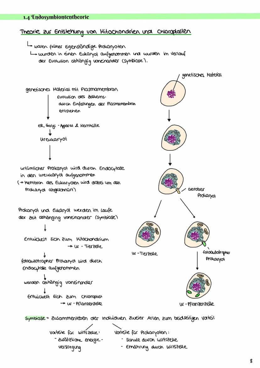 Cytologie
1.1 Mikroskopie
1.1.1 Lichtmikroskop
Okular: vergrößerde
Linse
Tubus: hält Okular
Stativ: verbindung aller
Teile & Stabilität
Trie