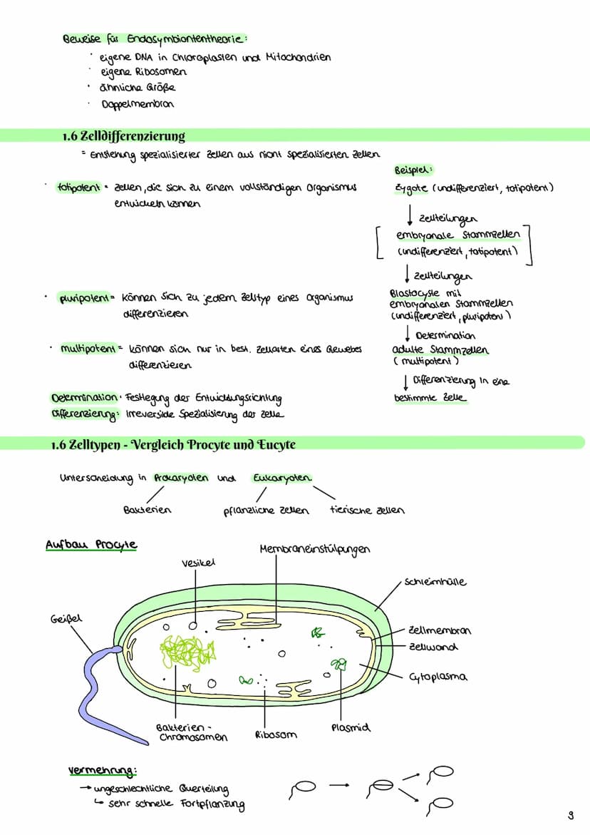 Cytologie
1.1 Mikroskopie
1.1.1 Lichtmikroskop
Okular: vergrößerde
Linse
Tubus: hält Okular
Stativ: verbindung aller
Teile & Stabilität
Trie
