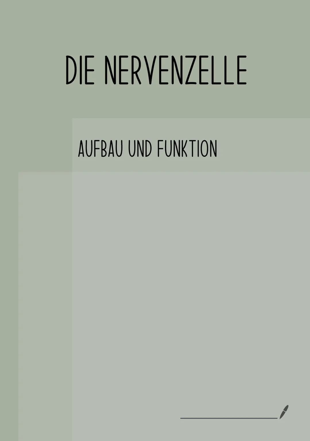 DIE NERVENZELLE
AUFBAU UND FUNKTION Bau einer Nervenzelle:
Nervenzellen (Neuronen) sind
die Informations-
übertragenden und
informationsvera