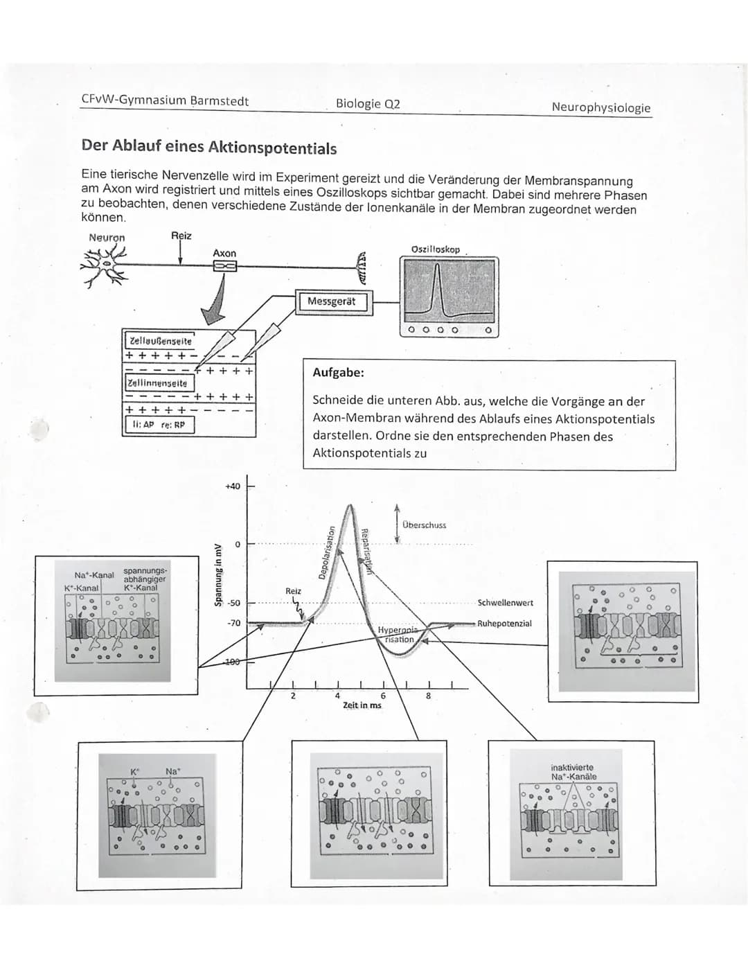 DIE NERVENZELLE
AUFBAU UND FUNKTION Bau einer Nervenzelle:
Nervenzellen (Neuronen) sind
die Informations-
übertragenden und
informationsvera