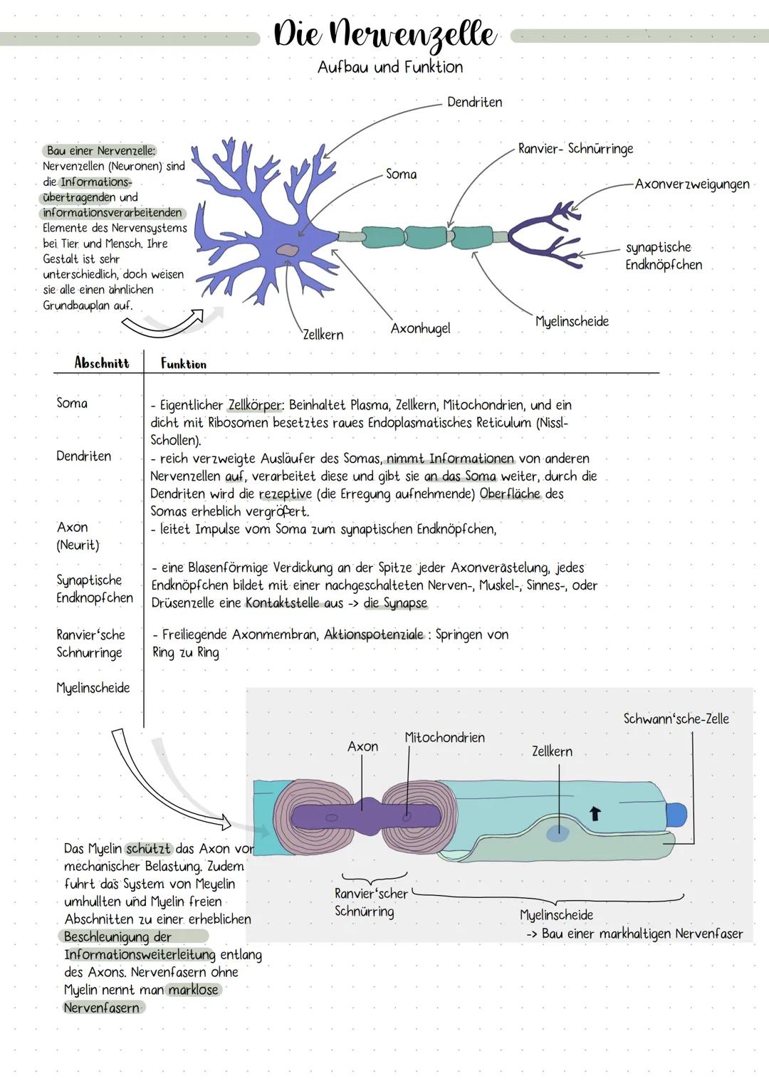 DIE NERVENZELLE
AUFBAU UND FUNKTION Bau einer Nervenzelle:
Nervenzellen (Neuronen) sind
die Informations-
übertragenden und
informationsvera