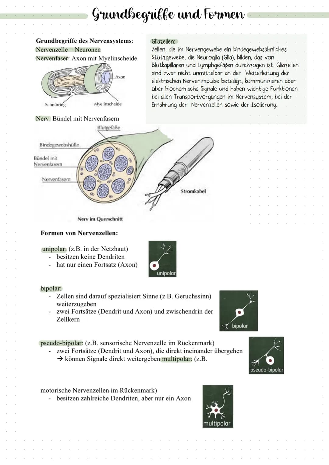 DIE NERVENZELLE
AUFBAU UND FUNKTION Bau einer Nervenzelle:
Nervenzellen (Neuronen) sind
die Informations-
übertragenden und
informationsvera