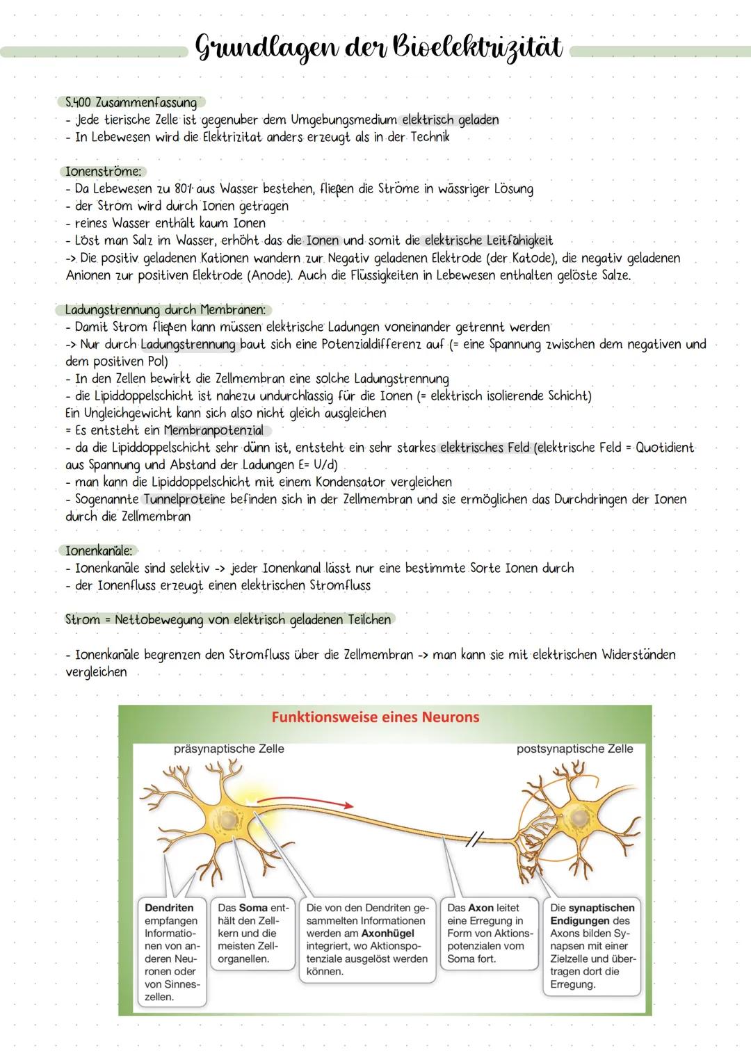 DIE NERVENZELLE
AUFBAU UND FUNKTION Bau einer Nervenzelle:
Nervenzellen (Neuronen) sind
die Informations-
übertragenden und
informationsvera
