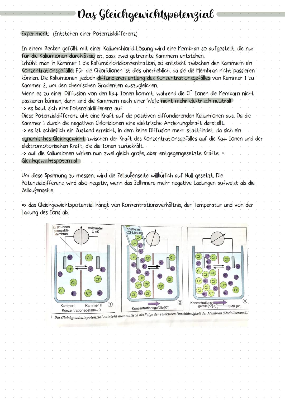 DIE NERVENZELLE
AUFBAU UND FUNKTION Bau einer Nervenzelle:
Nervenzellen (Neuronen) sind
die Informations-
übertragenden und
informationsvera