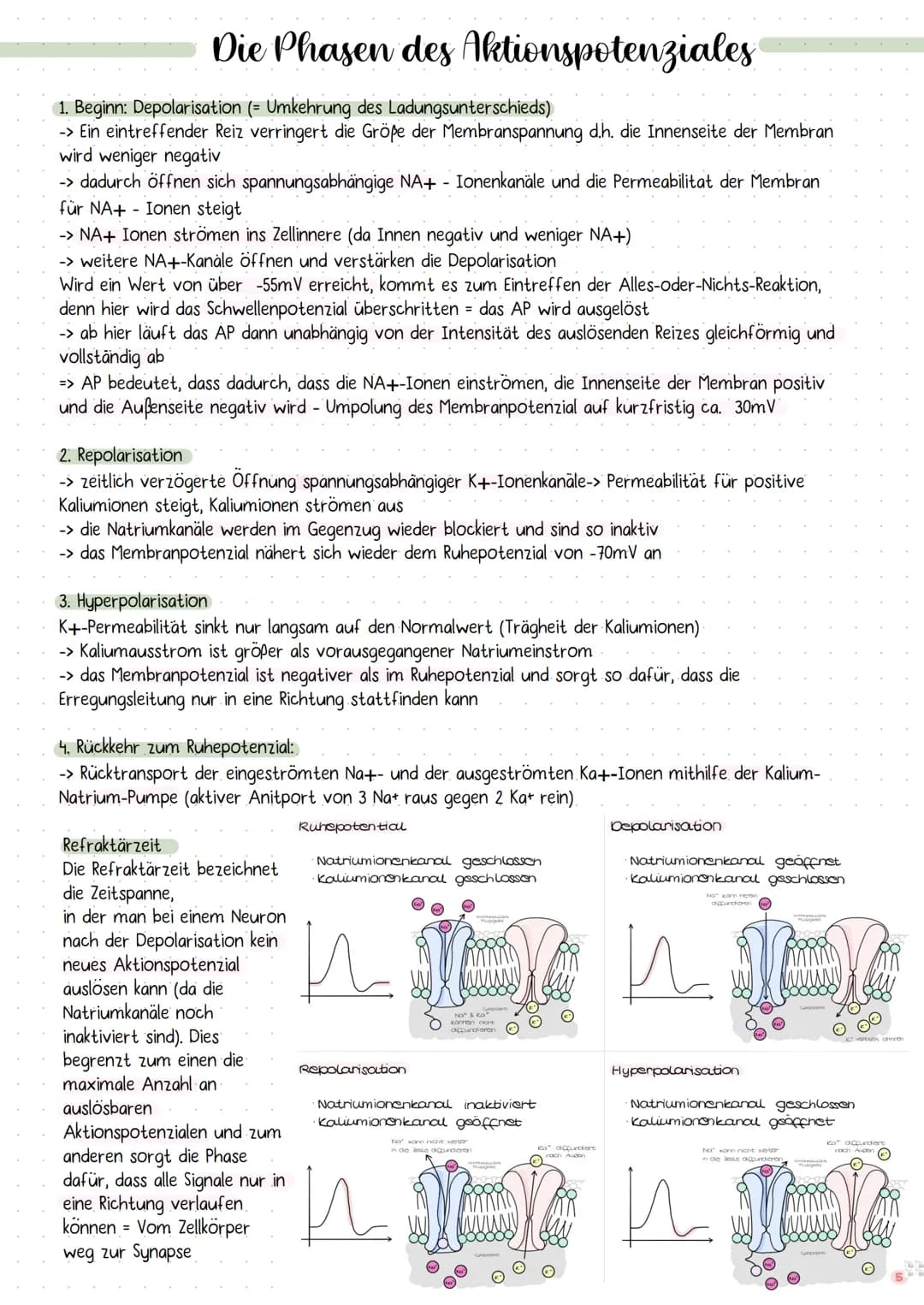 DIE NERVENZELLE
AUFBAU UND FUNKTION Bau einer Nervenzelle:
Nervenzellen (Neuronen) sind
die Informations-
übertragenden und
informationsvera