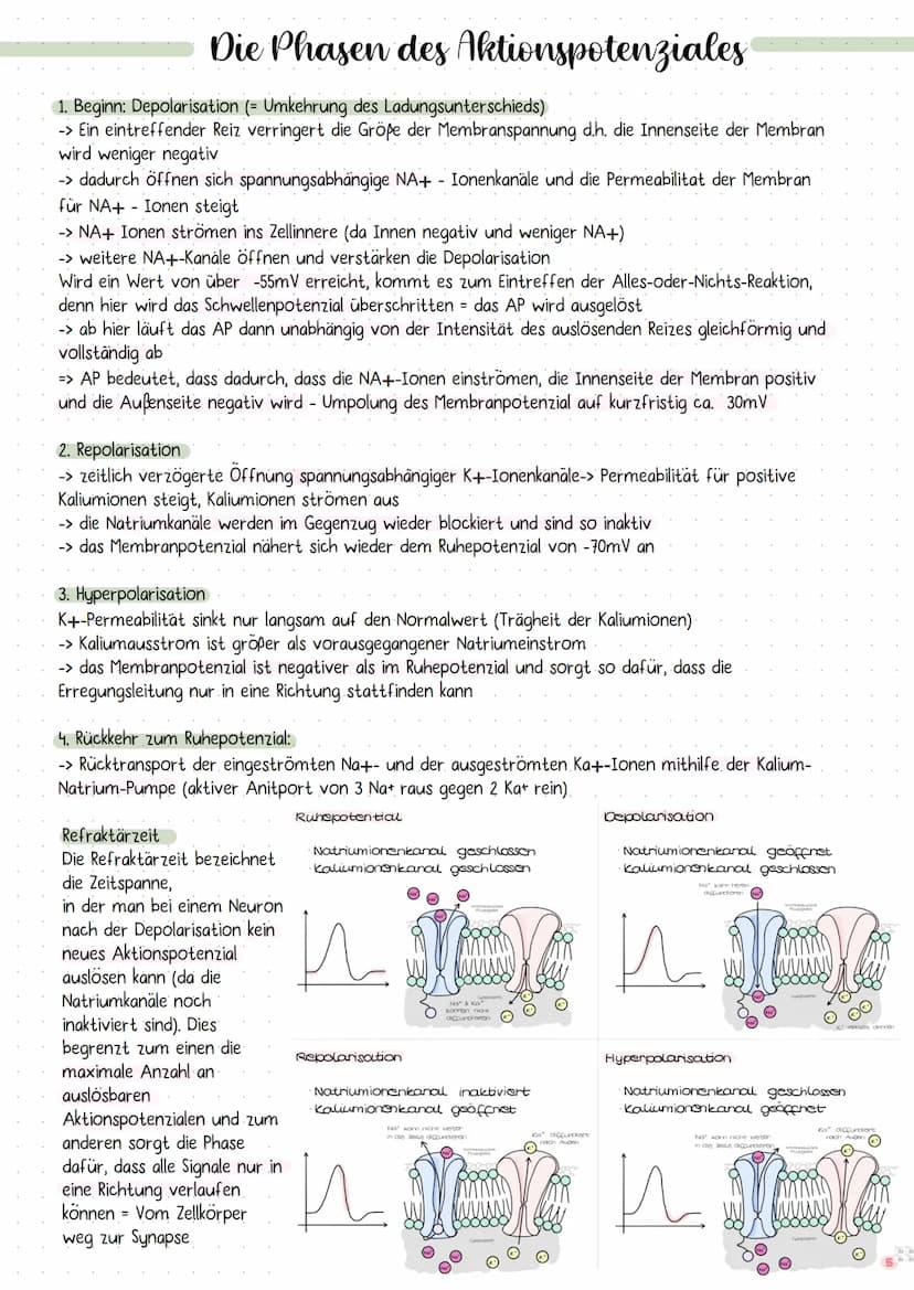 DIE NERVENZELLE
AUFBAU UND FUNKTION Bau einer Nervenzelle:
Nervenzellen (Neuronen) sind
die Informations-
übertragenden und
informationsvera
