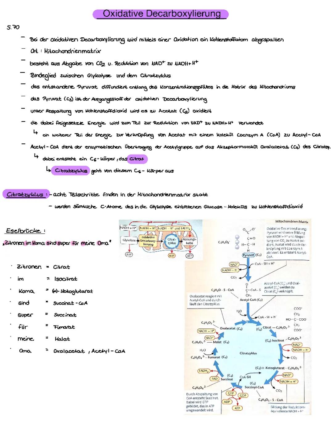 Oxidative Decarboxylierung und Glykolyse einfach erklärt